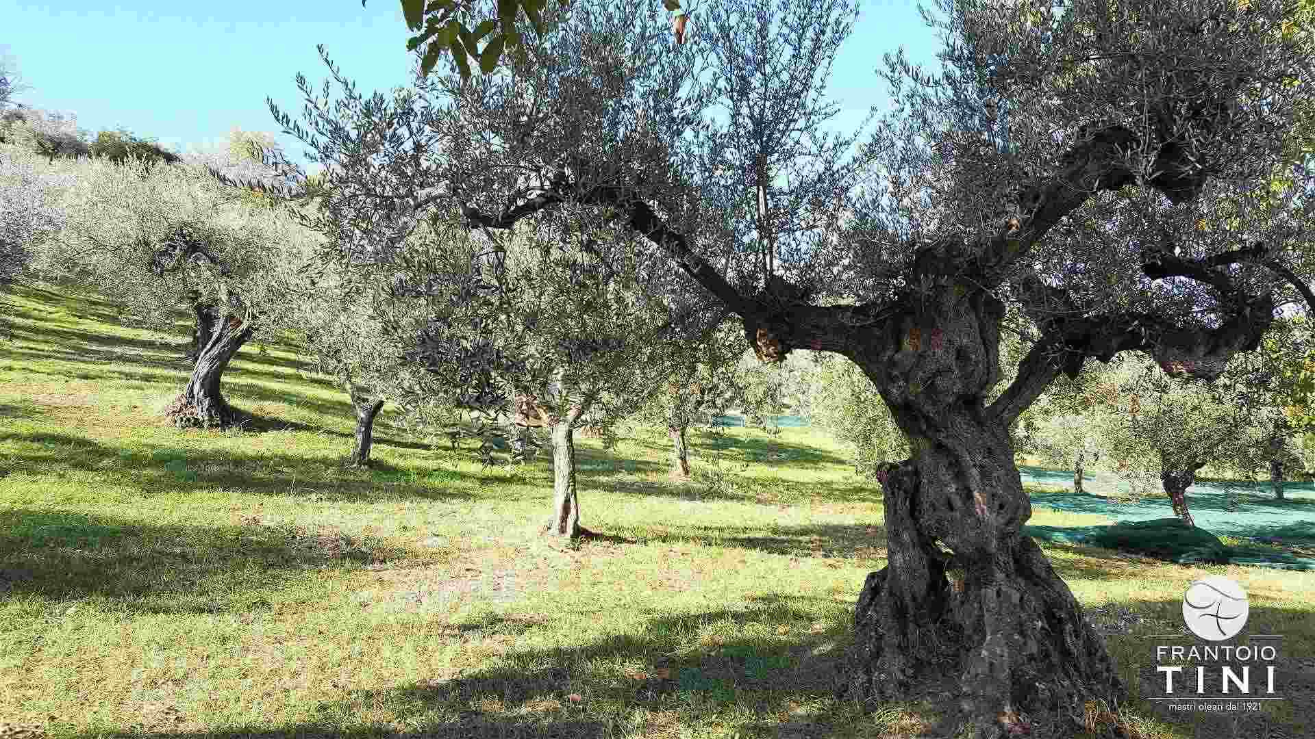 Pianta Castiglionese - Frantoio Tini